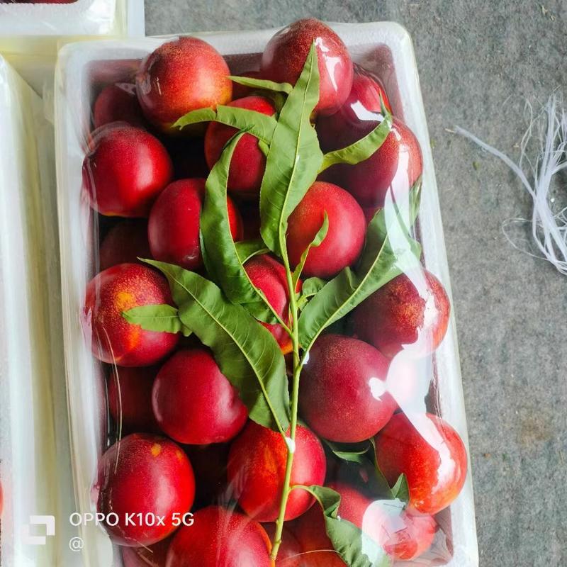 山东潍坊油桃又脆又甜产地直发保质保量供应全国