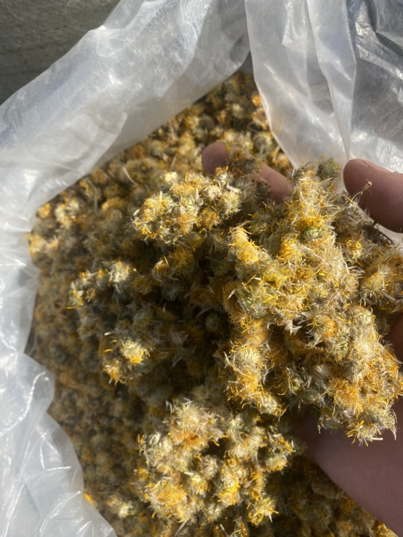 白茅根