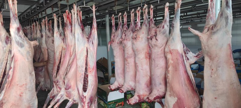内蒙白条羊烤全羊产地直发货源充足可发鲜肉可发冻肉