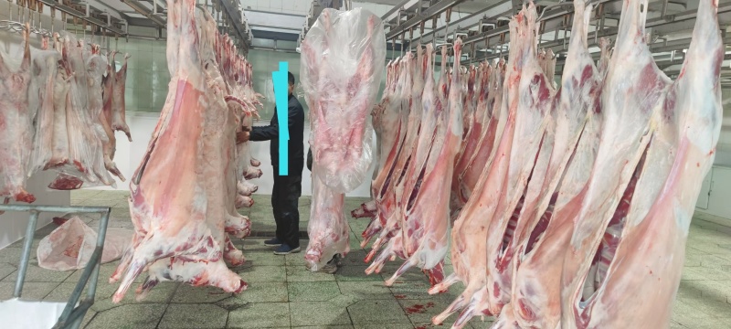 内蒙白条羊烤全羊产地直发货源充足可发鲜肉可发冻肉