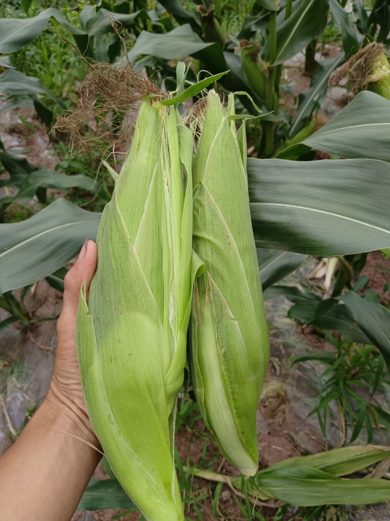 山顶小甜糯