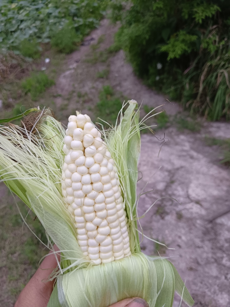 山顶小甜糯