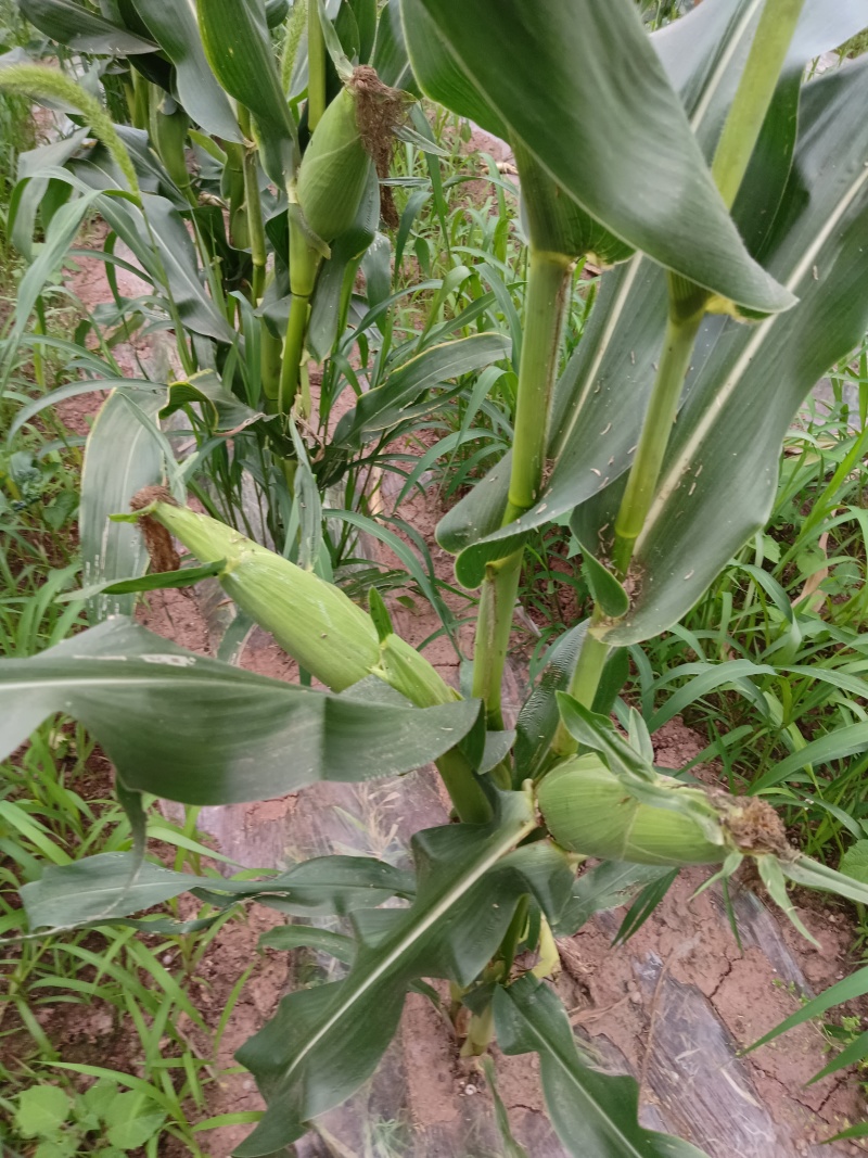 山顶小甜糯