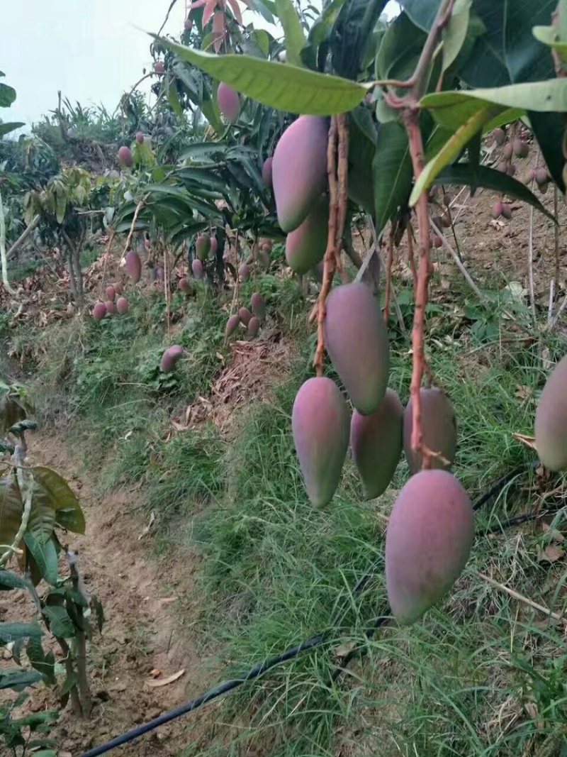 四川攀枝花芒果