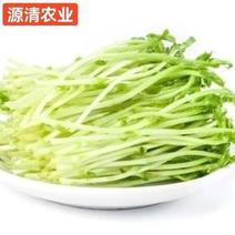 《现采现发》新鲜蔬菜沙拉豌豆苗豌豆芽火锅酒楼生态蔬菜