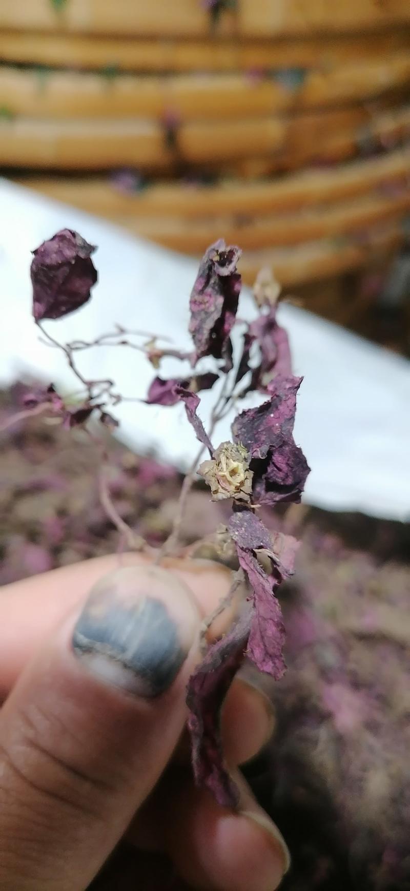 全红全干风柜斗草电烤干不含硫酸味足