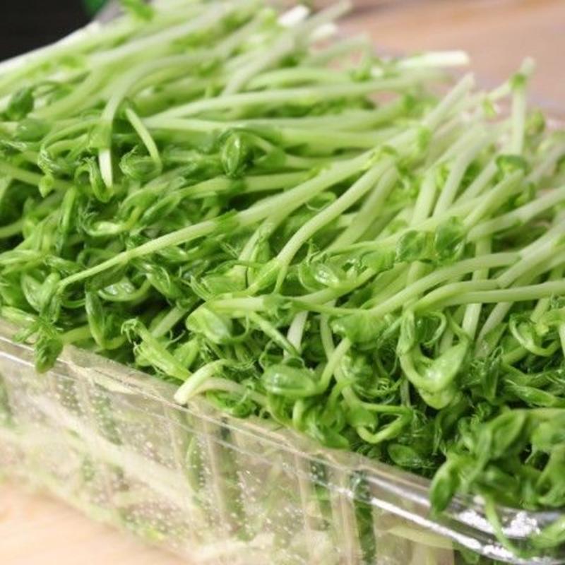（推荐）豌豆芽苗蔬菜沙拉酱火锅配料生态0添加新鲜豌豆苗菜