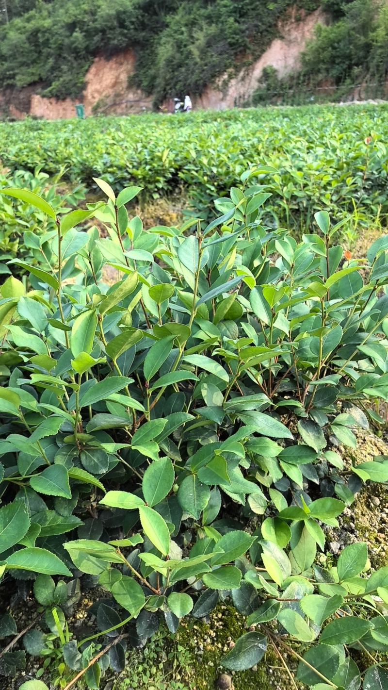 直生裸根苗