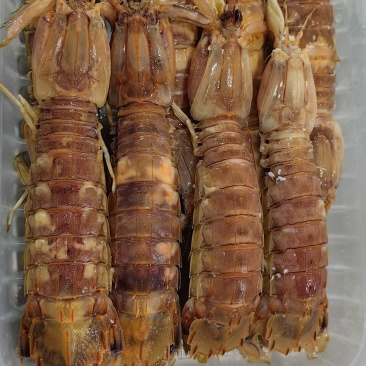 硬壳皮皮虾