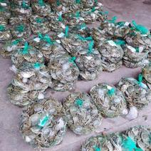 大闸蟹产地直销现捞现发可以先发样品全国发货