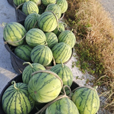 余姚大棚瓜8424上市中