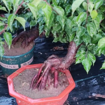 盆栽梅花，基地直供，一手货源