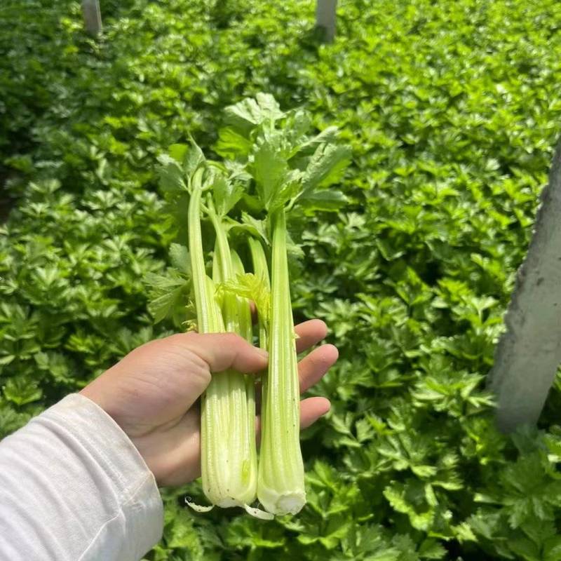 芹菜