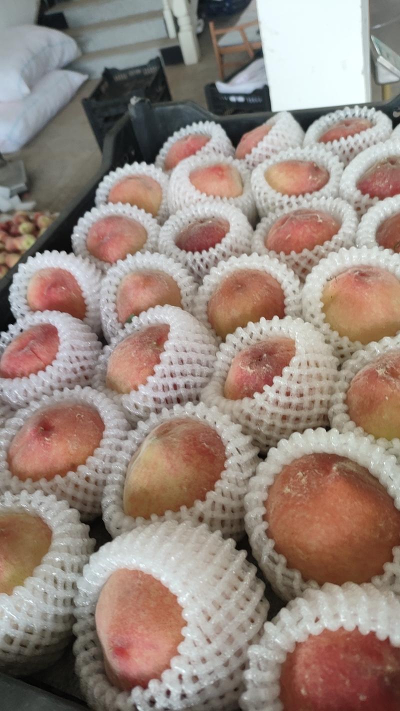 安徽砀山水蜜桃突围，个大色鲜，产地直发，代收代发全国各地
