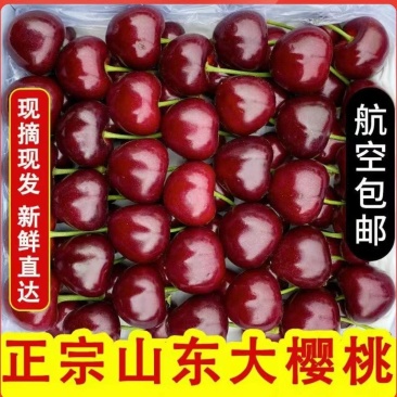 山东美早先锋樱桃~一件代发抖音快手拼多多电商货~京东直发