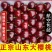 山东美早先锋樱桃~一件代发抖音快手拼多多电商货~京东直发