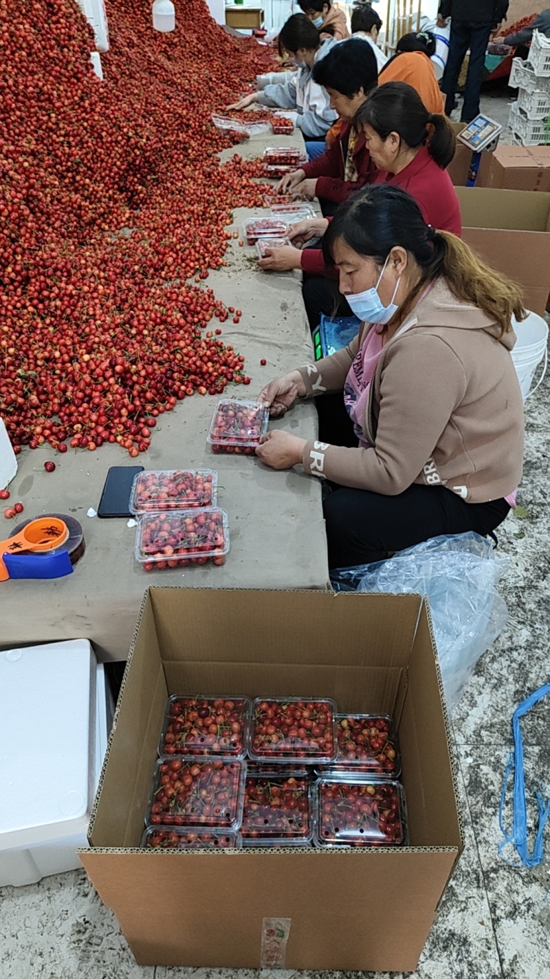 山东美早先锋樱桃～一件代发抖音快手拼多多电商货～京东直发