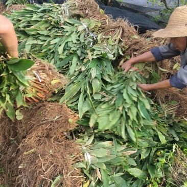 草果苗出售