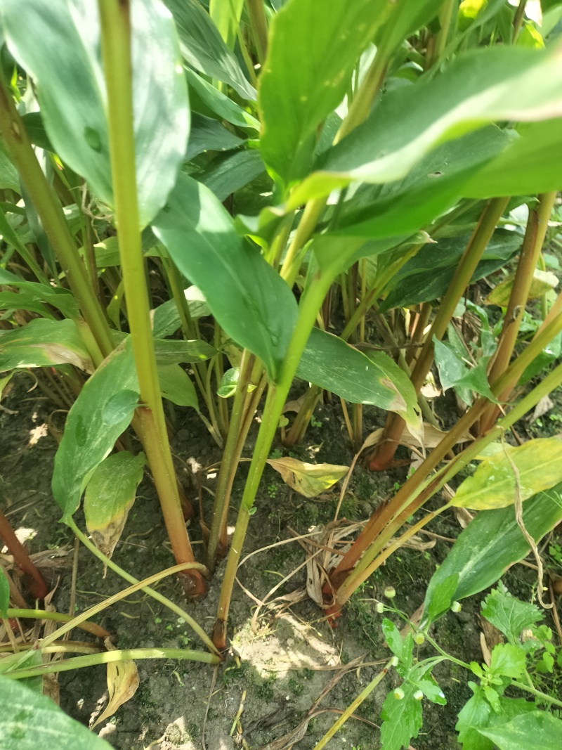 草果苗出售