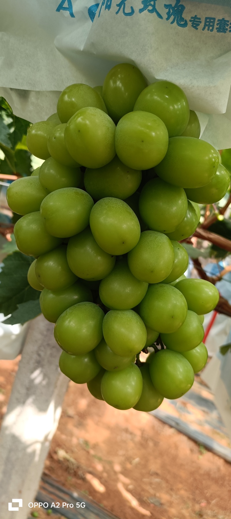 阳光玫瑰