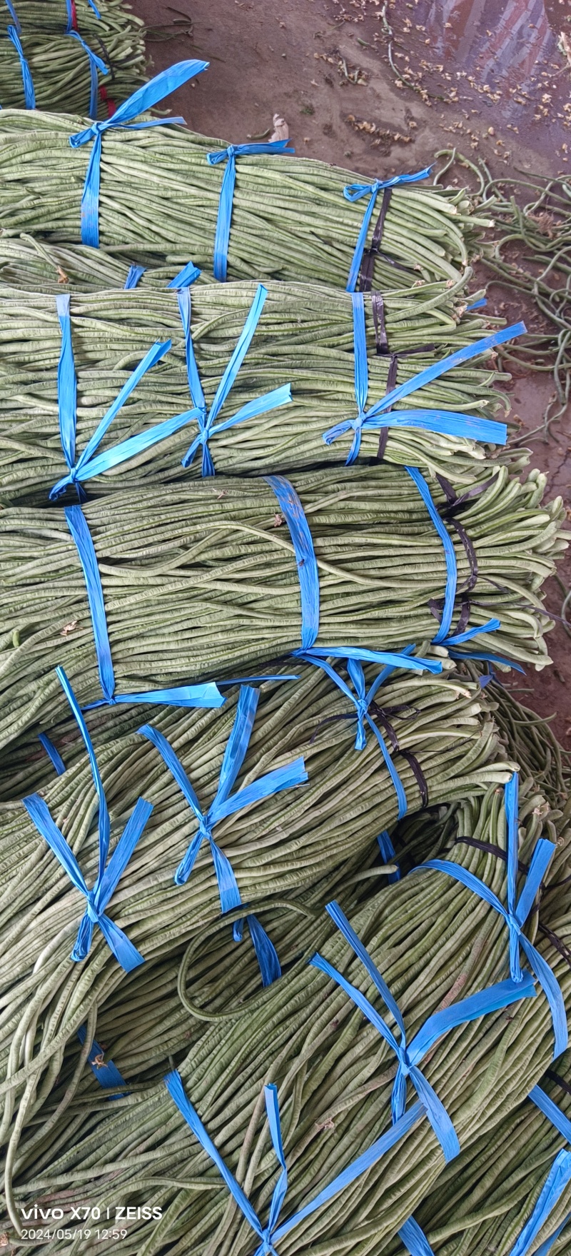 万亩长豆角基地大量上市，产地直发一手货源