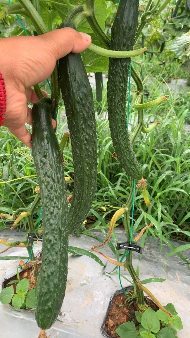 需要黄瓜的迅速联系