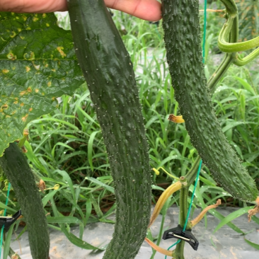 需要黄瓜的迅速联系