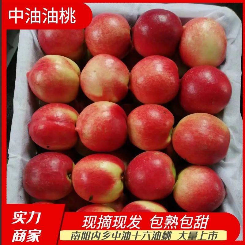 曙光油桃大量上市中，可供商超，电商市场批发，产地一手货源