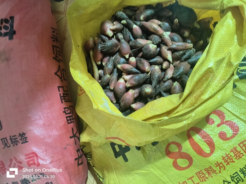 2024年的洋菏已经上市