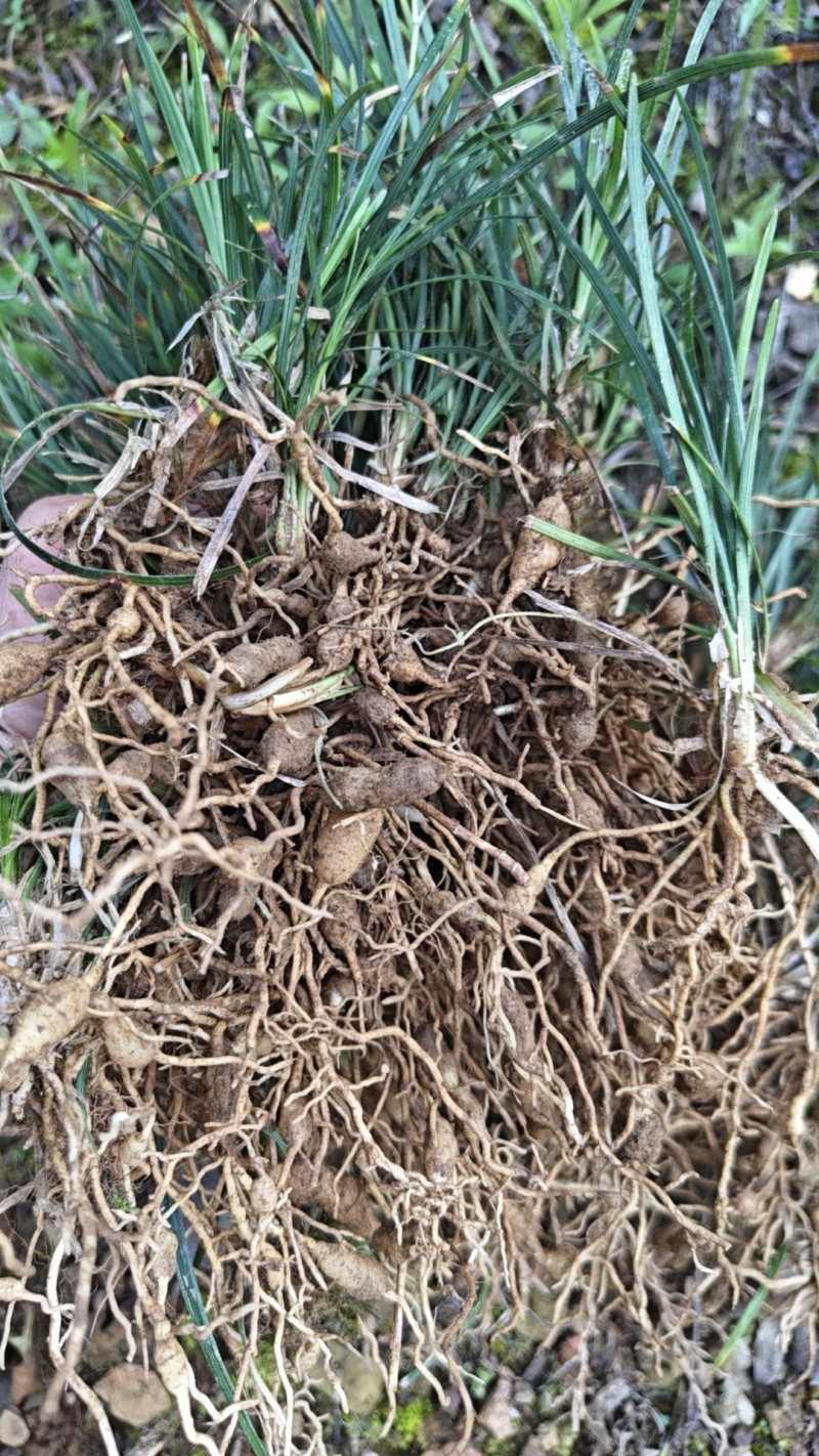 麦冬种苗大麦冬，3年露天驯化苗，产量含量高
