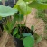 水生植物荷花盆栽净化水源美化环境绿化专用品种观赏荷花
