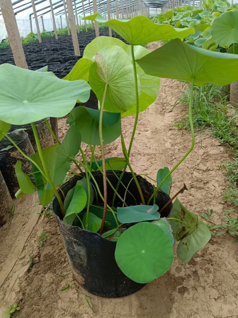水生植物荷花盆栽净化水源美化环境绿化专用品种观赏荷花