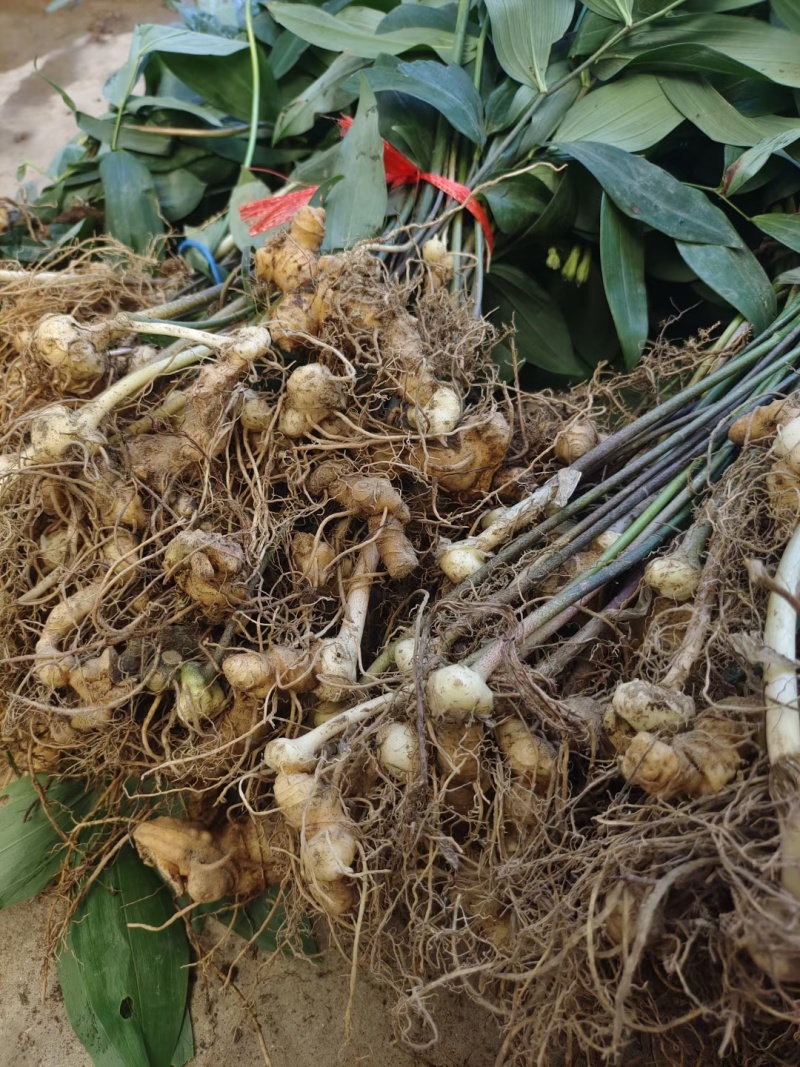 黄精苗3年露天块茎练化苗饼状生长产量高含量高