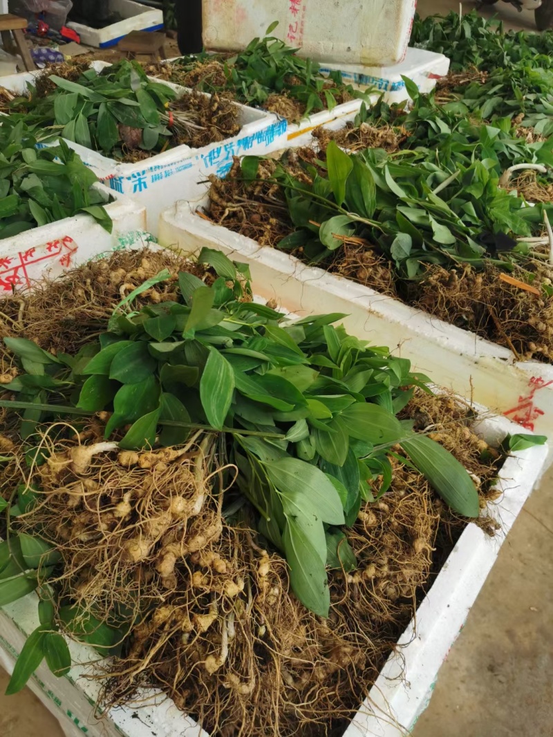黄精苗3年露天块茎练化苗饼状生长产量高含量高