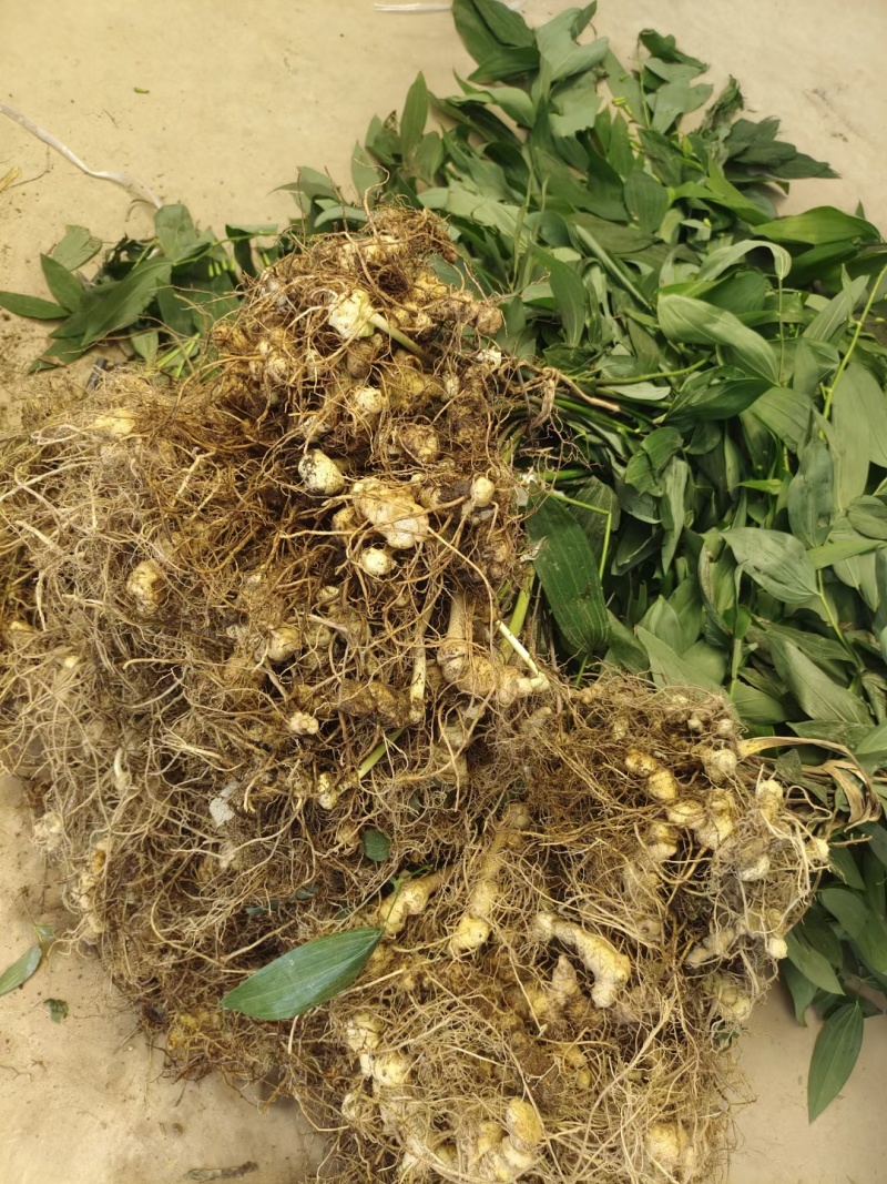 黄精苗3年露天块茎练化苗饼状生长产量高含量高