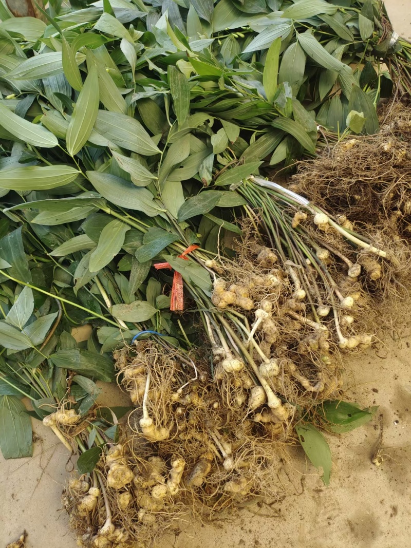 黄精苗3年露天块茎练化苗饼状生长产量高含量高