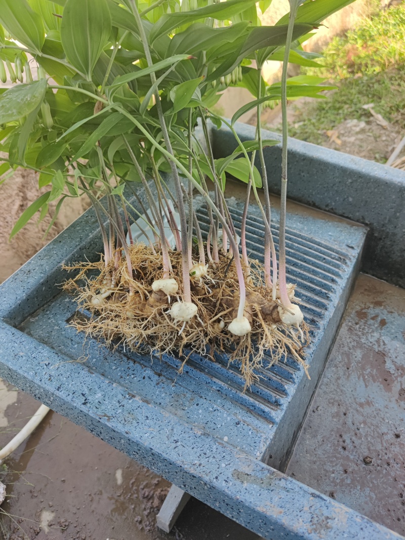 黄精苗3年露天块茎练化苗饼状生长产量高含量高