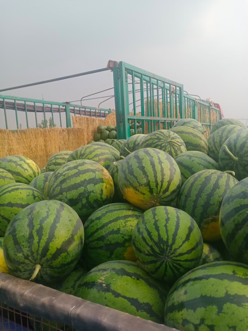 河南精品甜王西瓜，产地实力代办，代收代发全国！！！