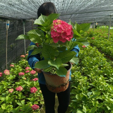 八仙绣球大红花2加伦、3加伦，品质保证，价格优惠。
