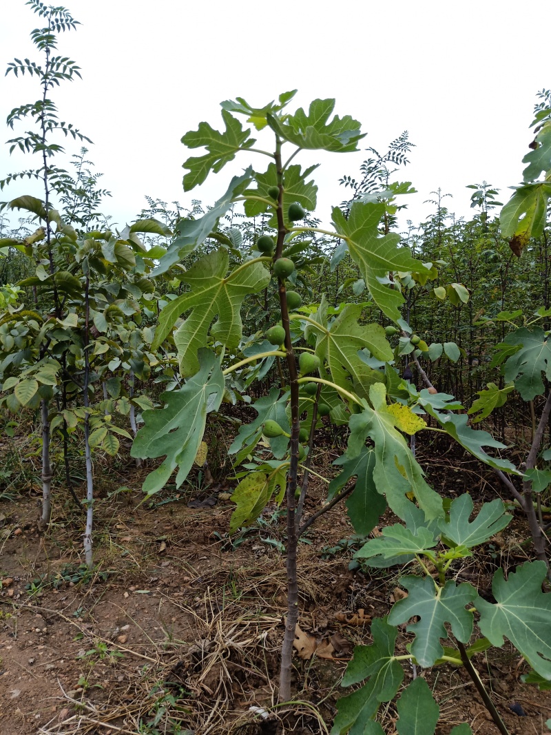 无花果苗繁育基地，主打品种波姬红芭劳奈金奥芬布兰瑞克