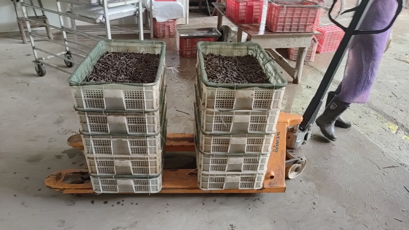 精品冰蚯蚓，有20斤包装和30斤包装两种规格。