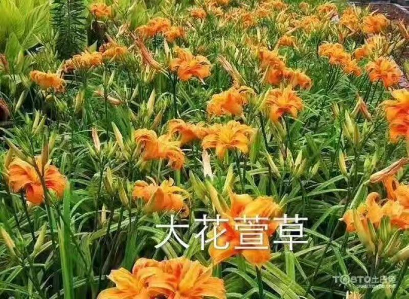 大花萱草
