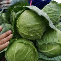 邯郸本地精品甘蓝，紫甘蓝，大量有货，