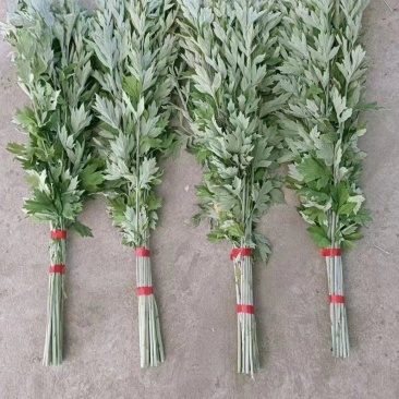 艾草，端午节艾草，一把五颗，八颗，十颗，可根据客户要求定