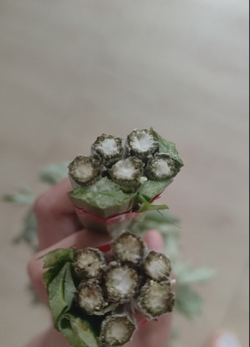 艾草，端午节艾草，一把五颗，八颗，十颗，可根据客户要求定