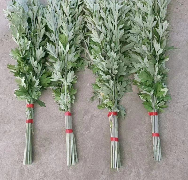 艾草，端午节艾草，一把五颗，八颗，十颗，可根据客户要求定