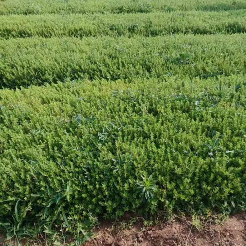 垂盆草