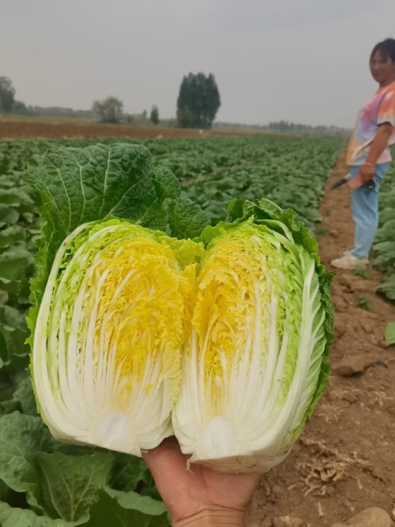 精品玲珑黄