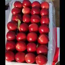 【诚信商家】中油油桃金雷油桃518油桃各种毛桃品种齐
