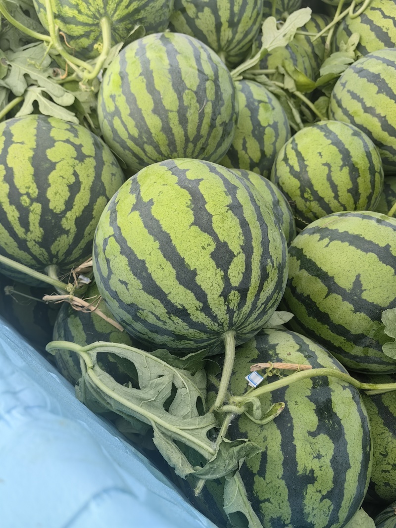 夏邑【精品】美都西瓜产地直供专业代办包熟包甜